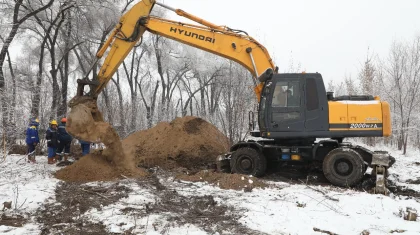 Массовая вырубка деревьев в Алматы: в полиции возбудили уголовное дело