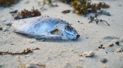 Мертвую рыбу обнаружили в Шардаринском водохранилище