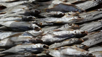 20 тонн воблы задержали в Атырауской области