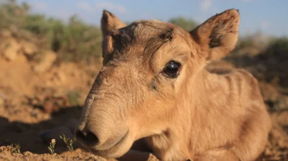 Выводок сайгаков найден в Мангистау