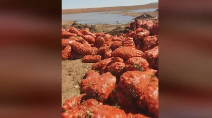 «Лишь бы не народу!» – житель показал свалку лука возле Нур-Султана
