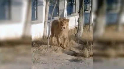 Гуляющую по улице львицу сняли на видео в Мангистау