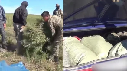 Более 100 килограммов марихуаны собрали двое туркестанцев в Шуском районе
