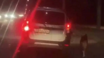 Собака на поводке бежала вдоль дороги за движущимся автомобилем в Павлодаре