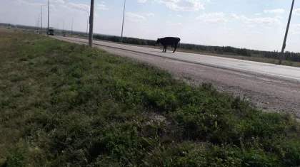 Фермеры пасли коров на объездной трассе в Нур-Султане