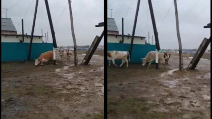 Коров бьет током в пригороде Уральска