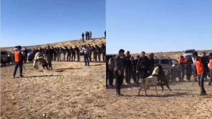 Найден автор видео жестоких собачьих боев в Мангистау