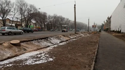 Деревья вырубили подрядчики Sulpak – акимат Алматы