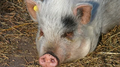 Казахстан предупредил Россию из-за африканской чумы свиней