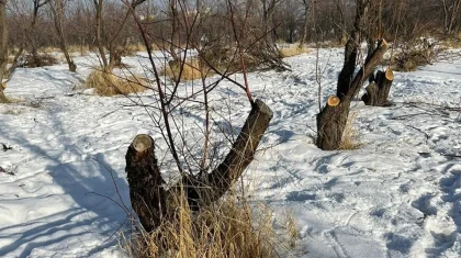 «SOS! Вырубают сады»: экоактивистка заявила о распродаже земли в Алматы