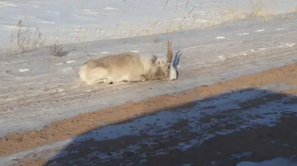 Сайгаки ослабевают и гибнут из-за морозов в Казахстане