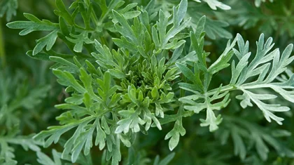 Казахстанская трава признана эффективным средством против коронавируса