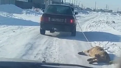 Автомобиль тащил собаку близ Нур-Султана