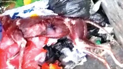 Шокирующее видео сняли в Актобе: с животного содрали шкуру и выбросили в мусорку