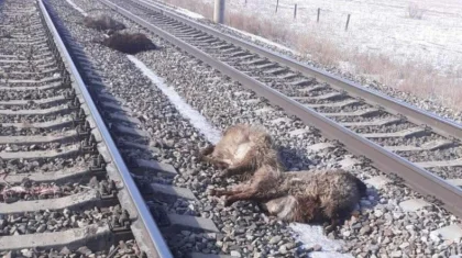 Стадо овец сбил поезд в Алматинской области