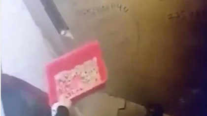 Алматинец жестоко избил ногами кошку в лифте и попал на видео