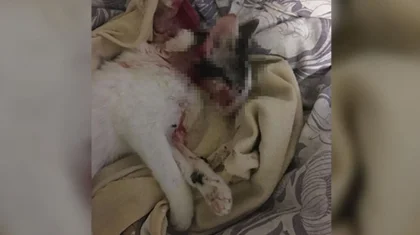 «Дважды швырнул о стену»: мужчина убил котенка в Актау