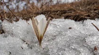 Подснежники зацвели в горах Алматы