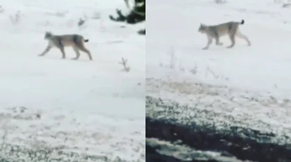 Казахстанец снял на видео гуляющую рысь