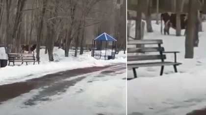 Гуляющую корову задержали полицейские в центре Караганды