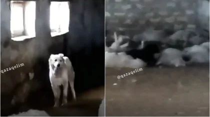 «Добивай»: видео убийства собаки обсуждают пользователи Сети