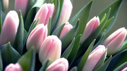 Казахстан уделяет приоритетное внимание защите прав женщин – Президент