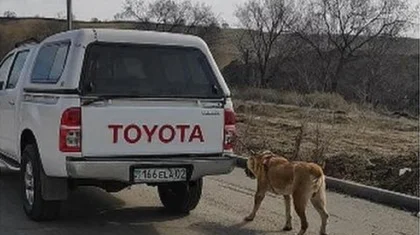 «Привязал к машине и катался»: волонтеры заявили об издевательстве над собакой в Алматы