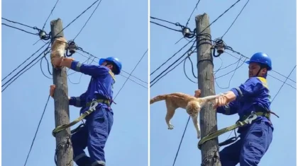 Аким спас кошку, и это произошло не в первый раз