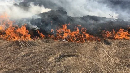 Сухостой загорелся в одном из районов Нур-Султана