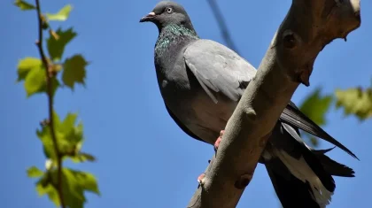 Мертвых голубей «с пеной изо рта» нашли в Алматы