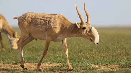 Минэкологии прокомментировало инцидент с заживо захороненными сайгаками в ЗКО