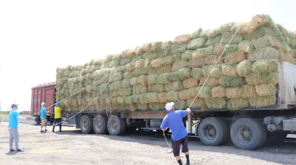 Более 100 тонн сена отправили нуротановцы Туркестанской области фермерам Мангистау