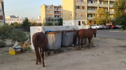 В поисках еды лошади облюбовали мусорки в Актау