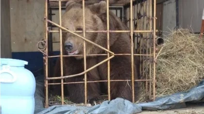 Пострадавшую от укуса медведя девочку ввели в кому в Костанайской области