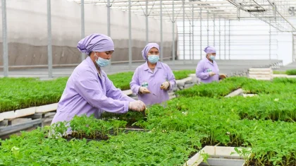 Что производит «продовольственный пояс» Туркестана?