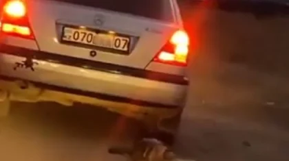 Привязавший собаку к автомобилю водитель избежал наказания в Уральске