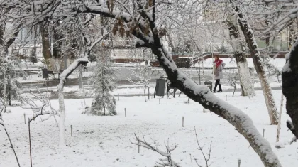 В акимате Шымкента рассказали, сколько потратят на встряхивание деревьев