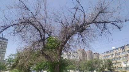 В Актау бьют тревогу: в городе от засухи погибают деревья