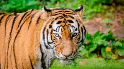 Тигры вернутся в Казахстан к 2025 году - Минэкологии