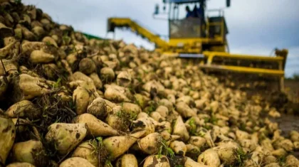 «Нерентабельно»: о производстве сахарной свеклы высказался Карашукеев