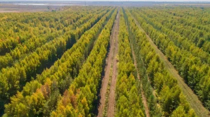 «Существует риск». О возможности недостижения показателя по посадке деревьев заявил премьер