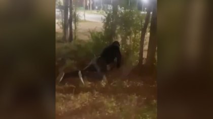 Очевидцы сняли на видео изнасилование собаки в Усть-Каменогорске
