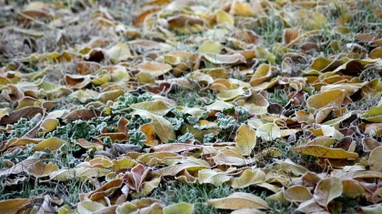 Заморозки добрались до южных регионов Казахстана, объявлено штормовое предупреждение