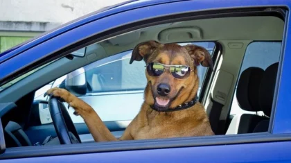 Пьяный водитель в Колорадо поменялся местами с собакой, чтобы избежать ареста