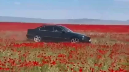 Мужчину накажут за езду по маковым полям в Жетысуской области