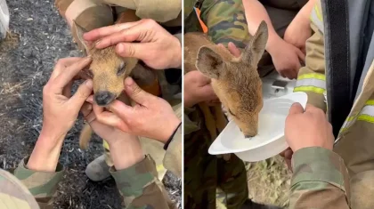 Чудесное спасение олененка столичными пожарными попало на видео