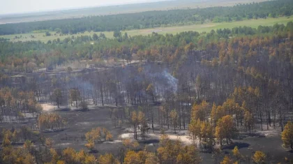 Вырубку и вывоз деревьев после пожара взяли на контроль в Абайской области