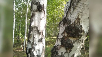 Мужской скелет нашли в СКО