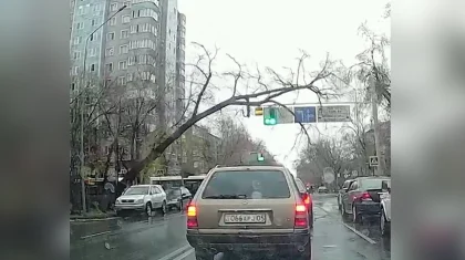 Падение дерева на машину попало на видео в Алматы