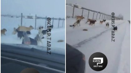 Видео нападения стаи бродячих собак на девочку в Жамбылской области появилось в Сети